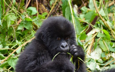 Touched by a gorilla